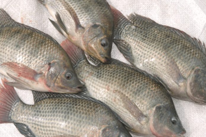 Fish Fish