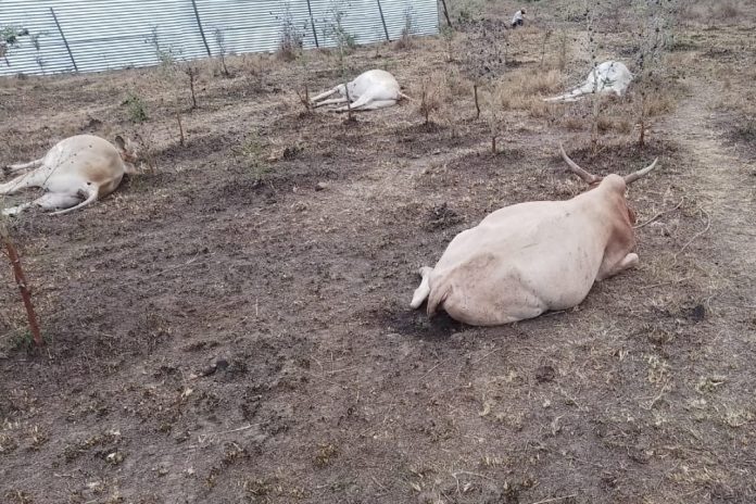 Gold miningn Livestock