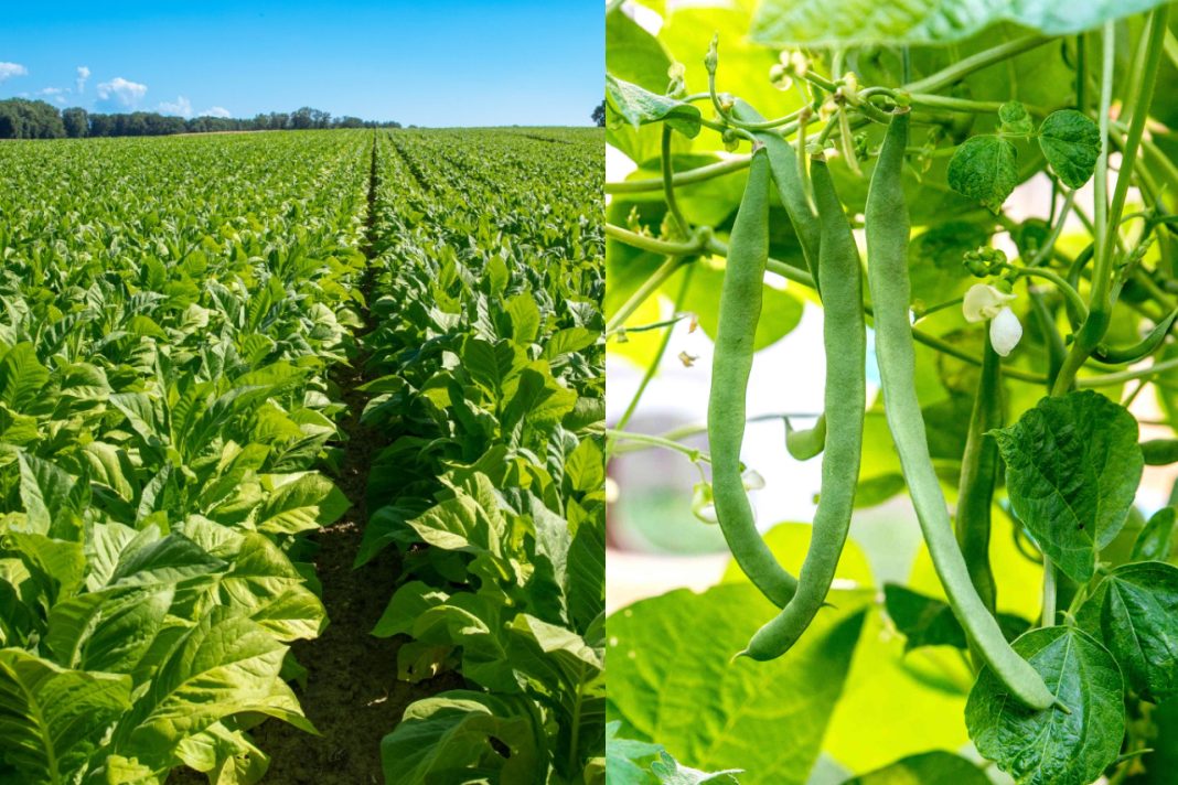 Adoption of alternative crops to tobacco