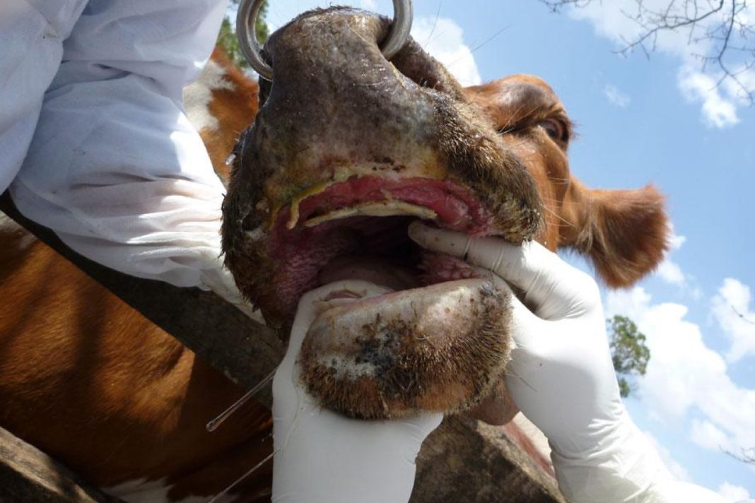 Outbreak of Foot and Mouth diseasesreported in Siaya County