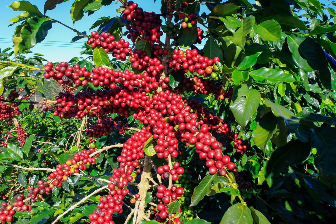 Mwaura: Government to waive Sh 2 billion debt by Coffee farmers