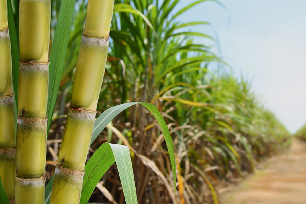 sugarcane sugar