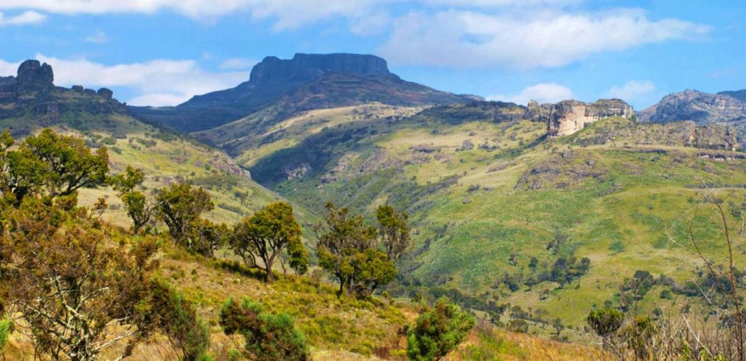 Stakeholders to plant 50 million trees to restore the degraded Mt Elgon Forest Stakeholders to plant 50 million trees to restore the degraded Mt Elgon Forest
