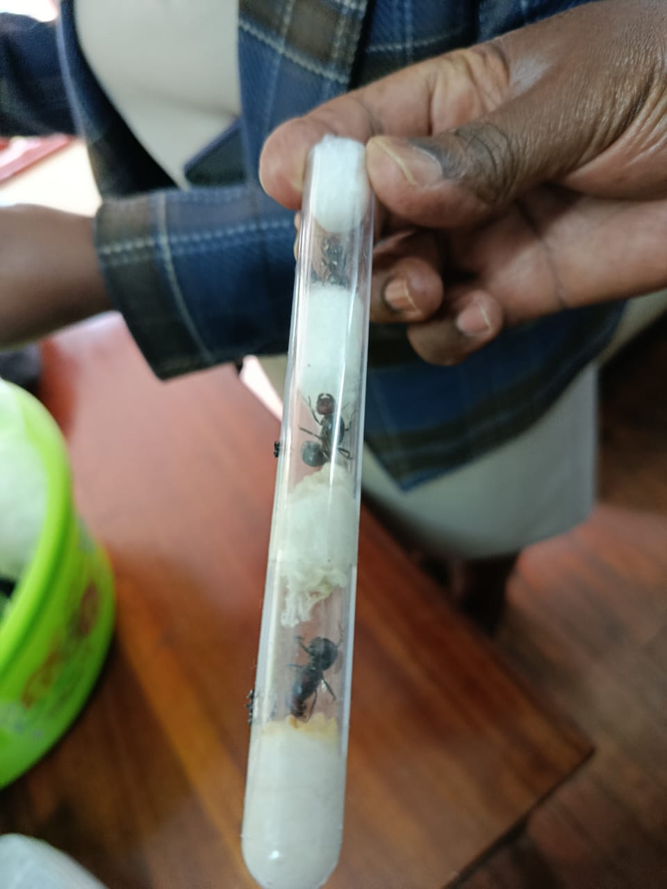 Traffickers opt for reptiles and ants with high demand in ‘international black markets’ Traffickers opt for reptiles and ants with high demand in ‘international black markets’