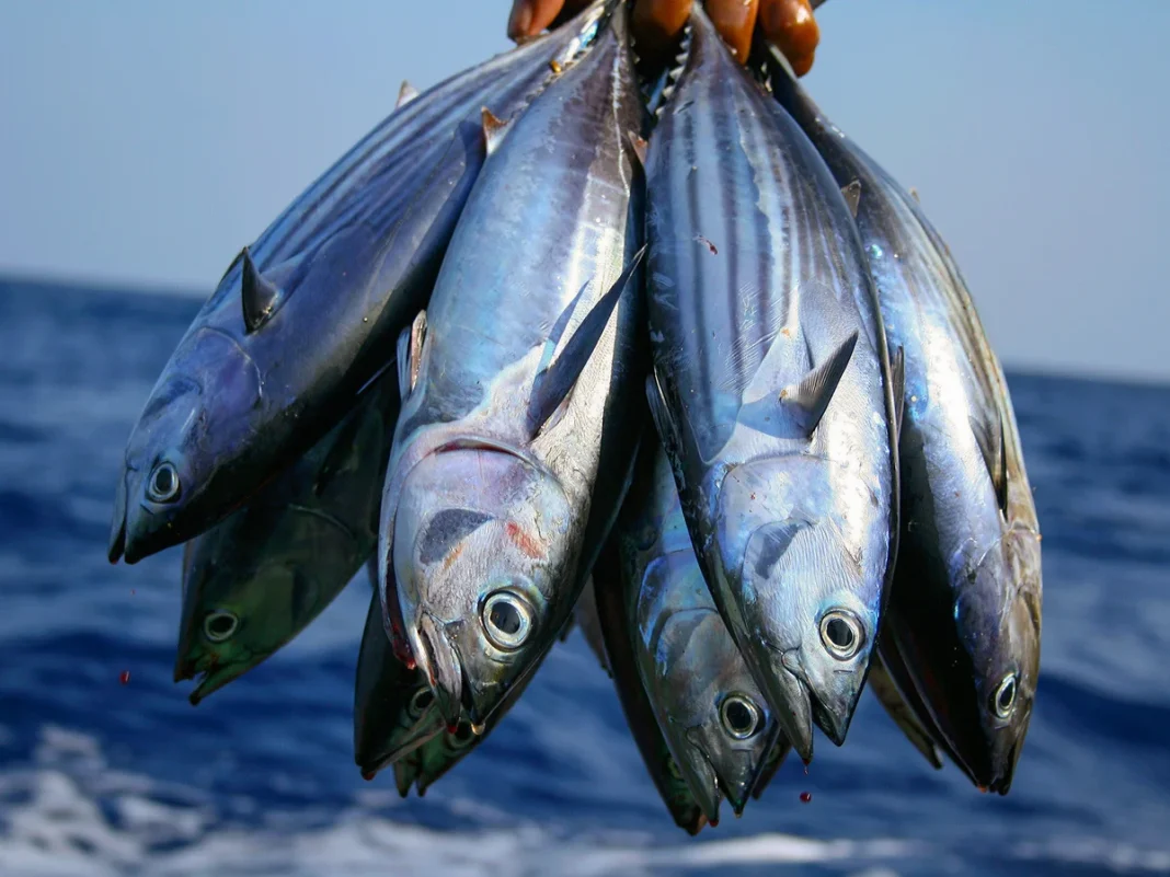 Fish for a Day or Food for a Lifetime? Rethinking Irrigation, Agriculture, and Data for Kenya’s Future Fish for a Day or Food for a Lifetime? Rethinking Irrigation, Agriculture, and Data for Kenya’s Future