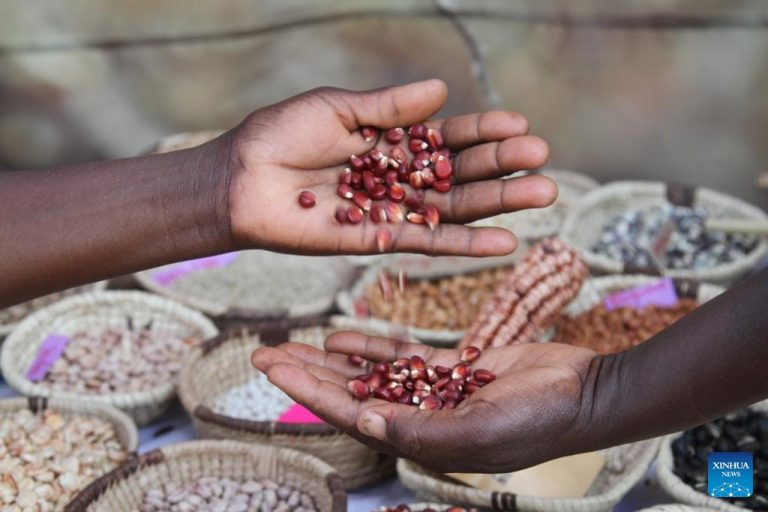 Court Victory Brings Hope to Small Farmers Locked Out by Costly Seed Laws