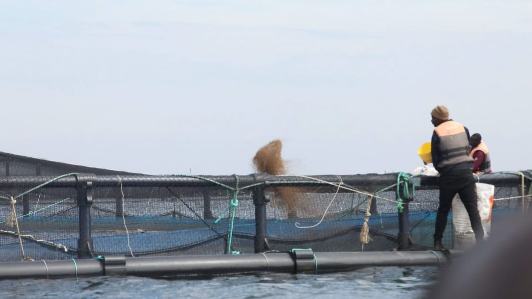 Why Victory Farms Has Embarked on Restocking the Extinct Black Tilapia in Lake Victoria Why Victory Farms Has Embarked on Restocking the Extinct Black Tilapia in Lake Victoria