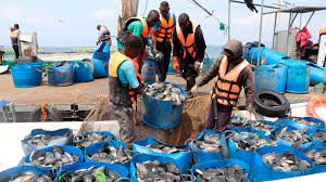 How Ksh2.2 billion tilapia farming expansion by Victory Farms will boost access to affordable tilapia in Kenya How Ksh2.2 billion tilapia farming expansion by Victory Farms will boost access to affordable tilapia in Kenya