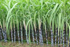 THE POTENTIAL OF MIGORI SUGAR-BELT REGION UNTAPPED THE POTENTIAL OF MIGORI SUGAR-BELT REGION UNTAPPED