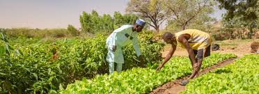 MIGORI COUNTY CAN ENGAGE YOUTH THROUGH AGRICULTURE MIGORI COUNTY CAN ENGAGE YOUTH THROUGH AGRICULTURE