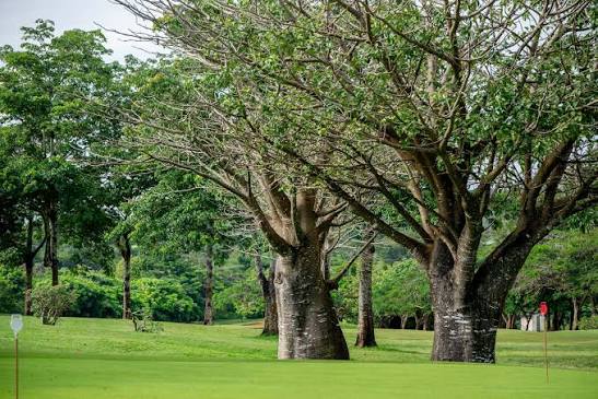 Mazingira Day — The Environment and Climate Economy Mazingira Day — The Environment and Climate Economy